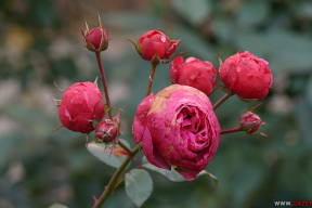 Как осень прощается розами